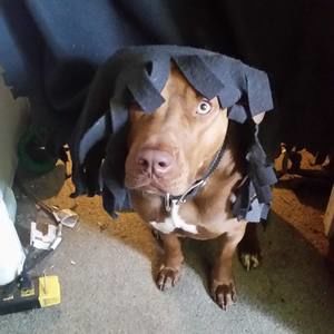 Meet your Posher, William